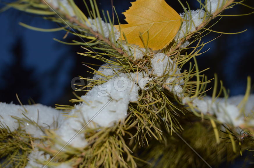 Лиственица с опавшими иглами под снегом 