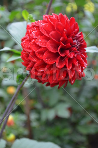 Красное соло Георгина