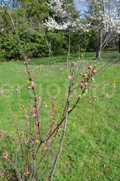 Цветущие дерево 