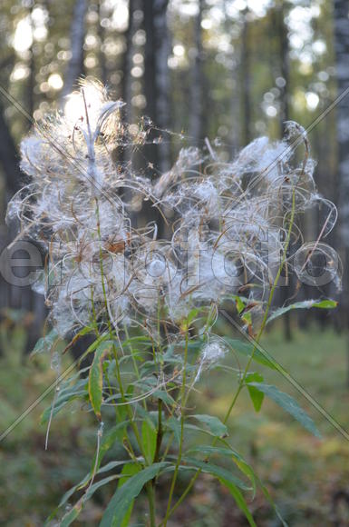 Иван-чай плодоносит