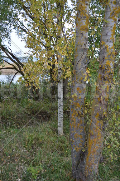 Стволы в оранжевом