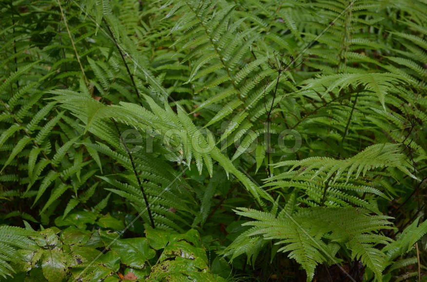 Лесные растения 