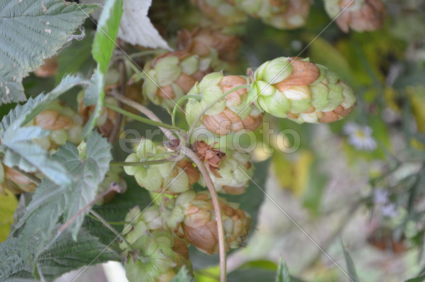 Плоды хмеля 