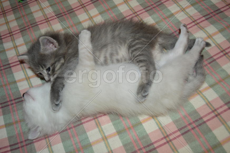 Котята. Близнецы