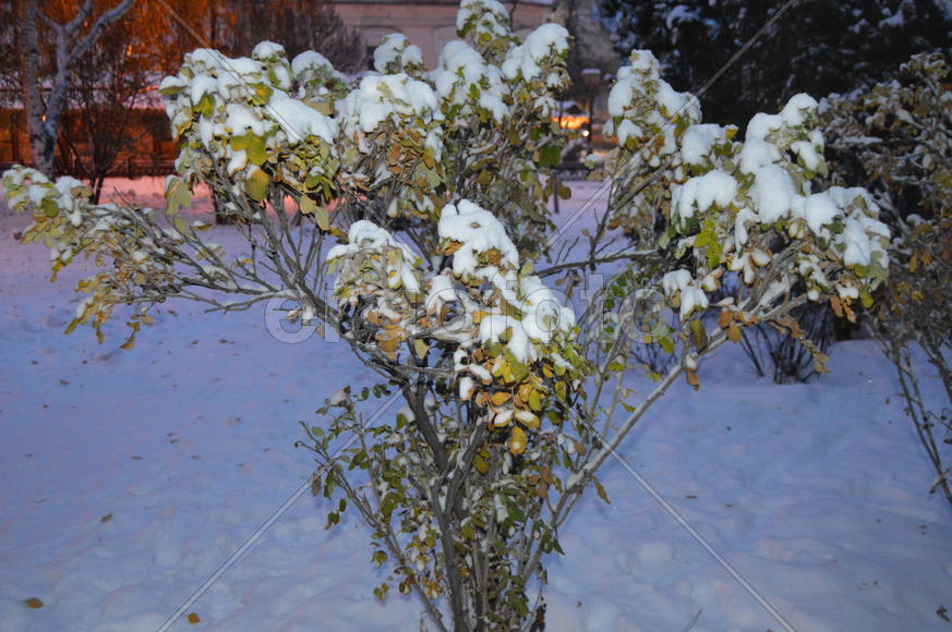 Казань. Заснеженные листья деревьев 