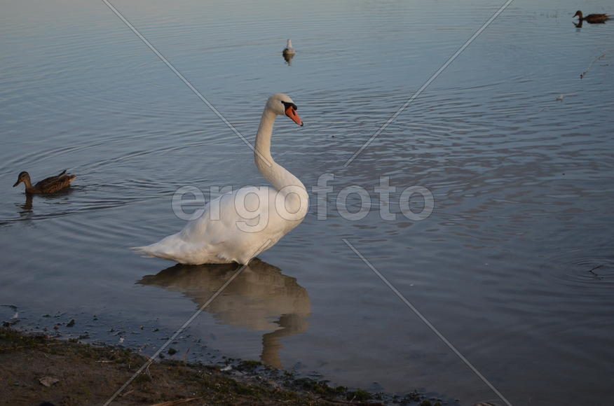 Дикие утки на берегу водоема 