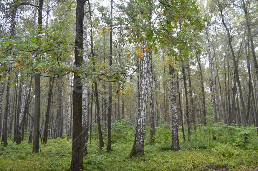 Пейзаж в чаще леса 