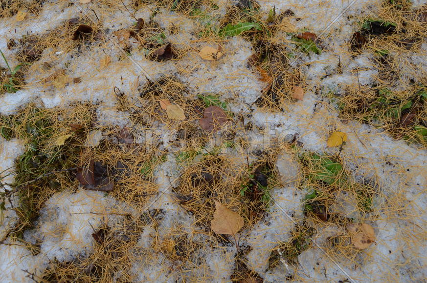 Первый снег на пожелтевшей осенней листве 