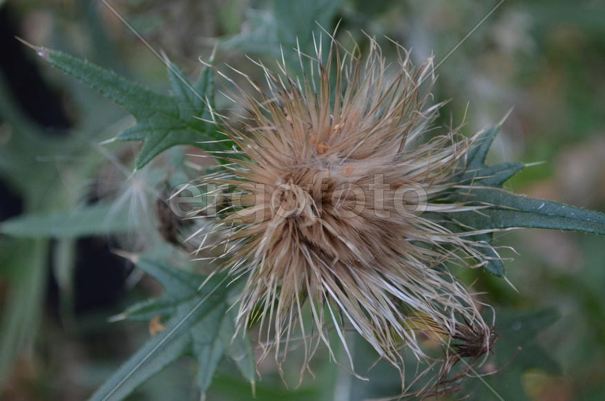 Чертополох плодоносит