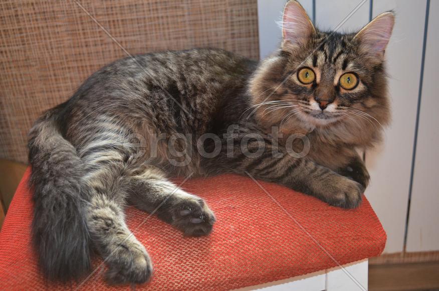 Пушистый кот с круглыми глазами на табурете