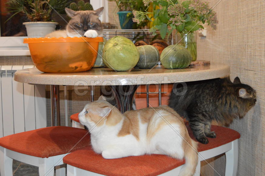 Домашние ухоженные кошки 