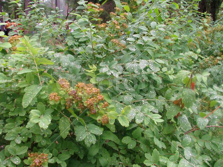 Летний дождь на листьях кустарника