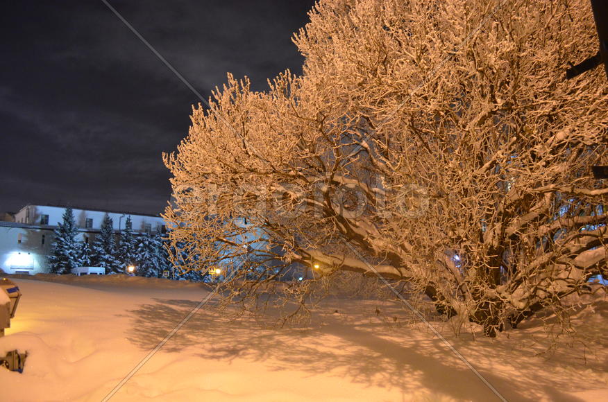 Белая сирень 