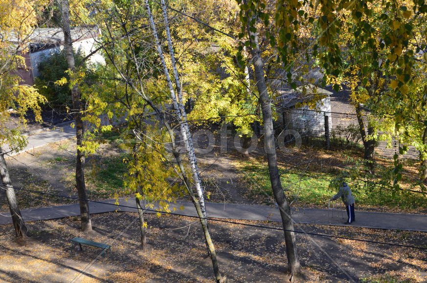 Золотая осень. Пожелтевшая листва ранней осени 