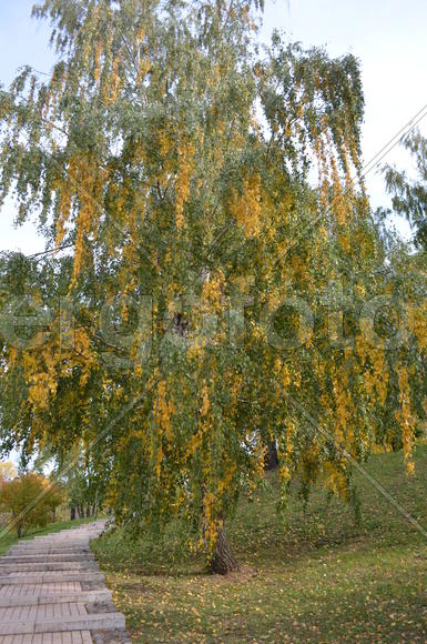 Береза двухцветная