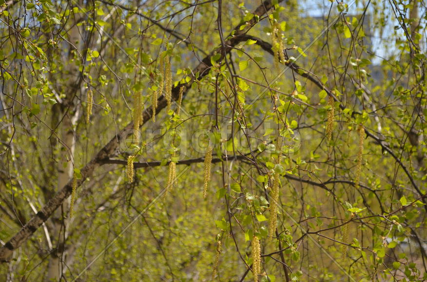 Весенний день