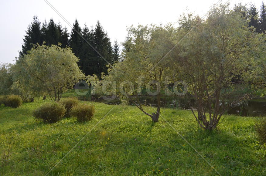 Зеленый сад 