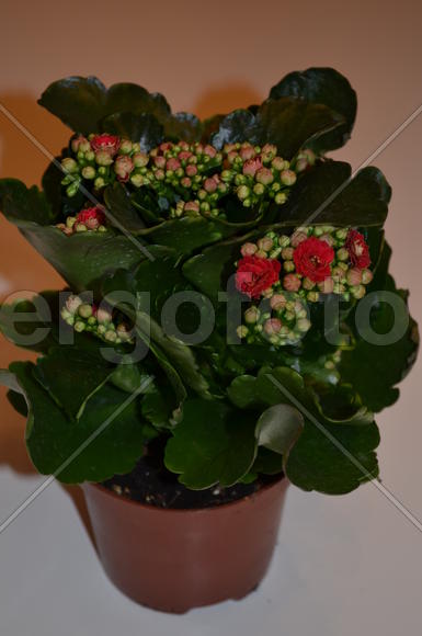Горшочек с каланхоэ Kalanchoë