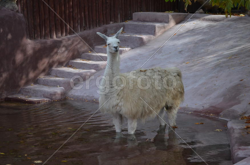 Осень. Парнокопытные: лама белогор цвета 