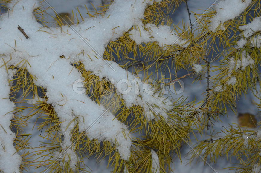Лиственница. Ветка: снег на желтой хвое