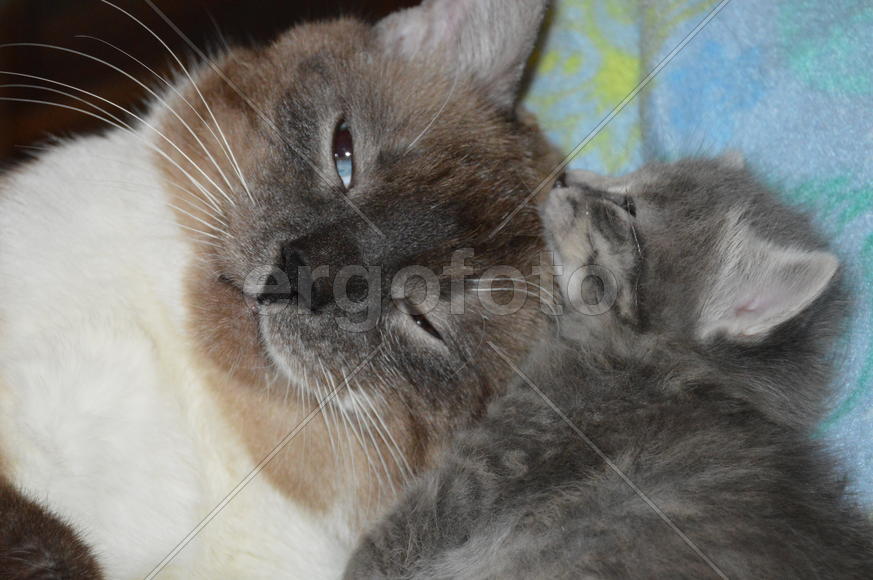 Кошка с котятами 