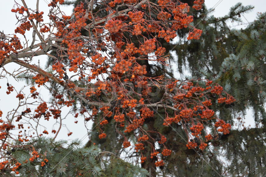Снег на гроздьях рябины 