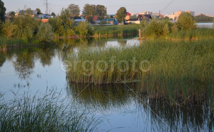 Заросшее камышами озеро 