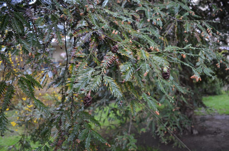 Таксодиум мексиканский (лат. Taxodium mucronatum)