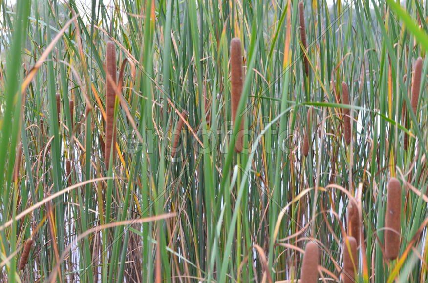 Камыши на водоеме 