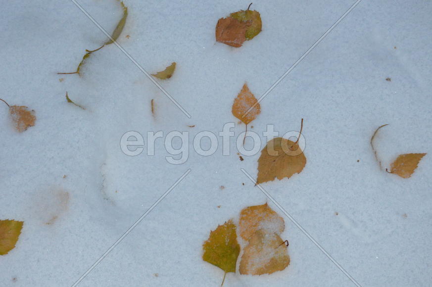 Желтые листья деревьев на белом снеге 