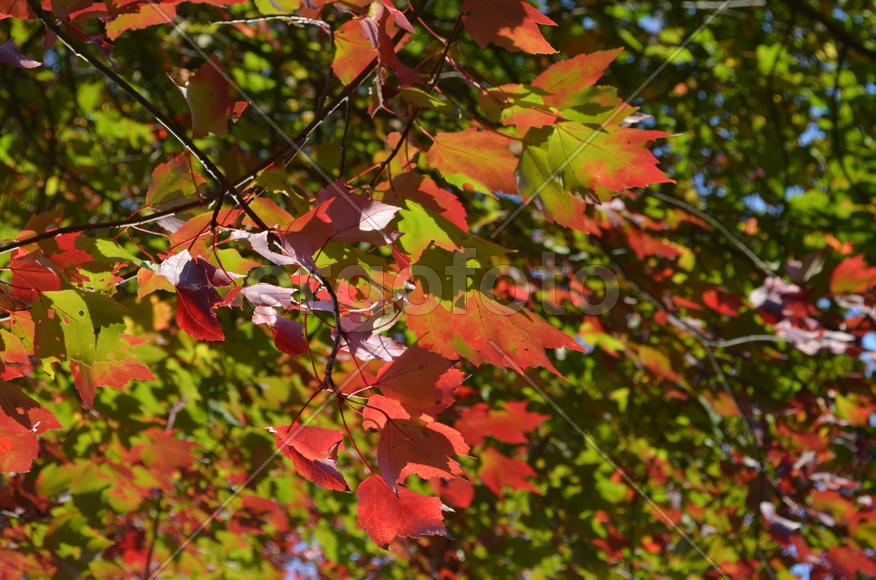 Клен канадский