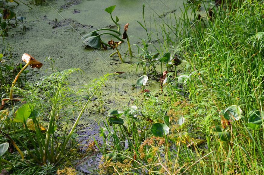 Болотные растения 