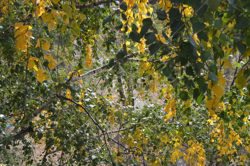 Пейзажи золотой осени в городе  и городских парках 
