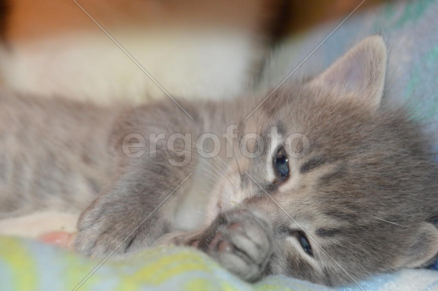 Серый дымчатый  котенок в полоску