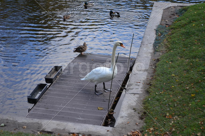 Белый лебедь на берегу у воды