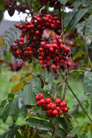 Гроздья рябины