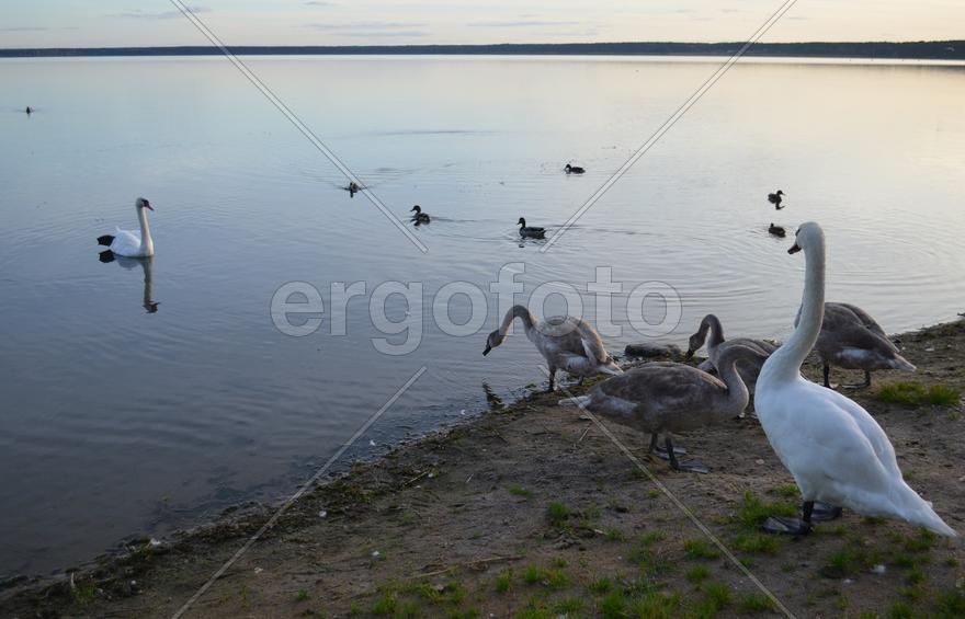 Дикие лебеди на берегу водоема 