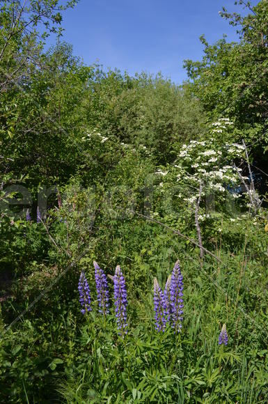 Фрагмент сада с люпинами