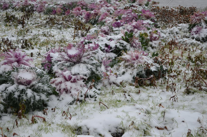 Снежная клумба 