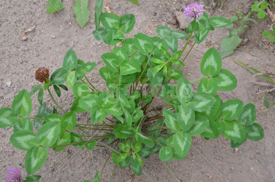 Дикие зеленые растения летом 