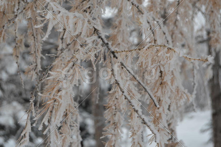 Снег на ветках