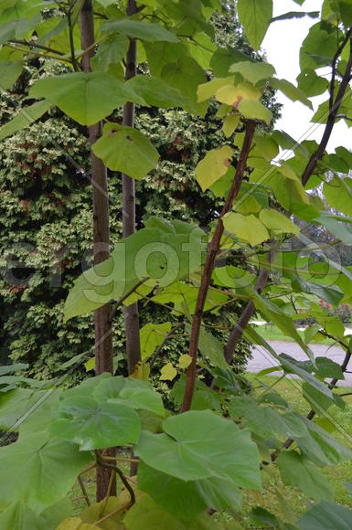 Оттенки зеленого