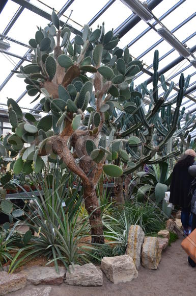 Opuntia echios в оранжерее
