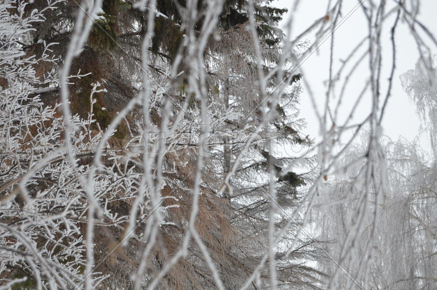 Снег на ветках