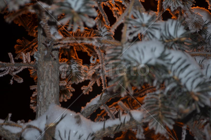 В кроне ели