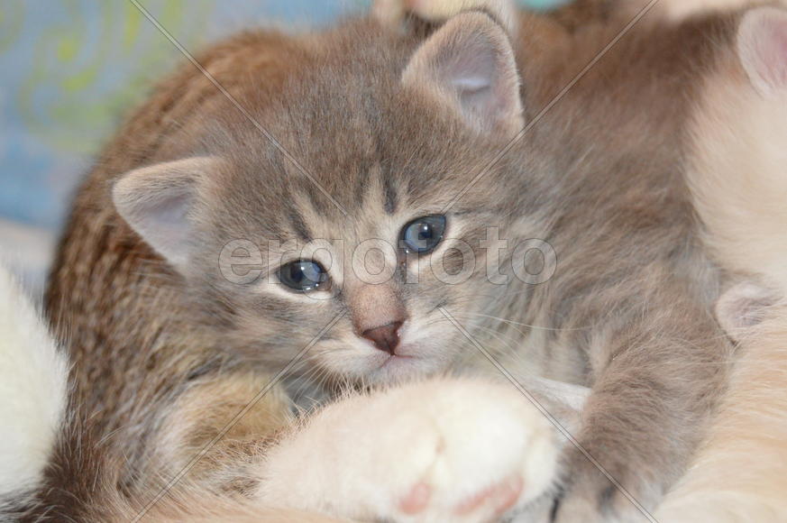 Серый дымчатый  котенок в полоску