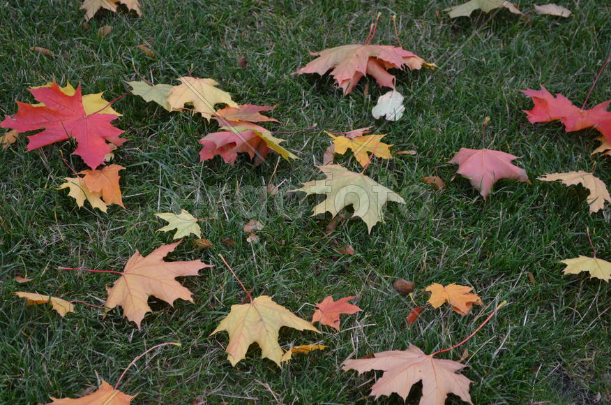 Ветер разбросал