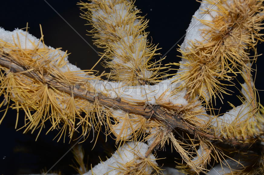 Лиственница. Ветка: снег на желтой хвое 