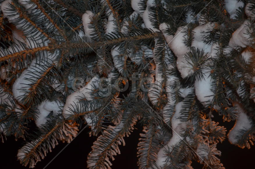 Посредине ели