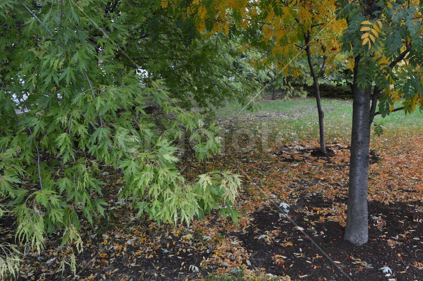 Золотая осень. Пожелтевшая листва ранней осени 